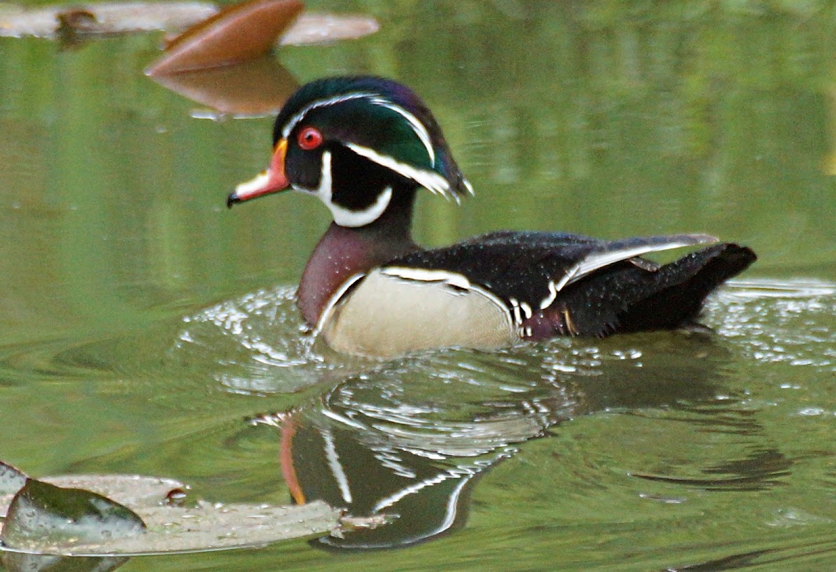 Wood Duck