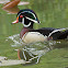 Wood Duck