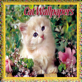 Cat Wallpapers Cuties