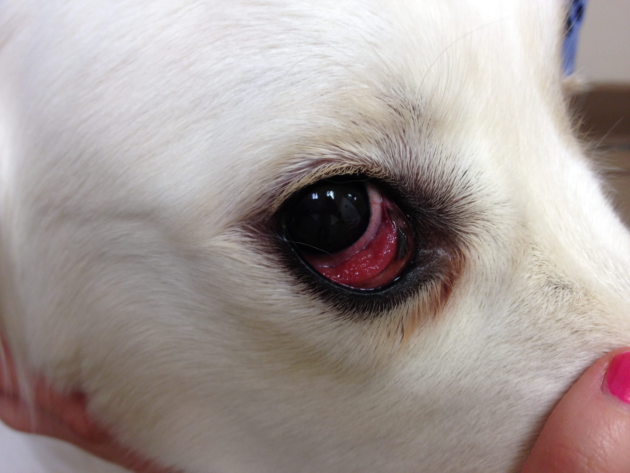 Red lower eyelid in a dog