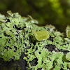 Pitted Lichen