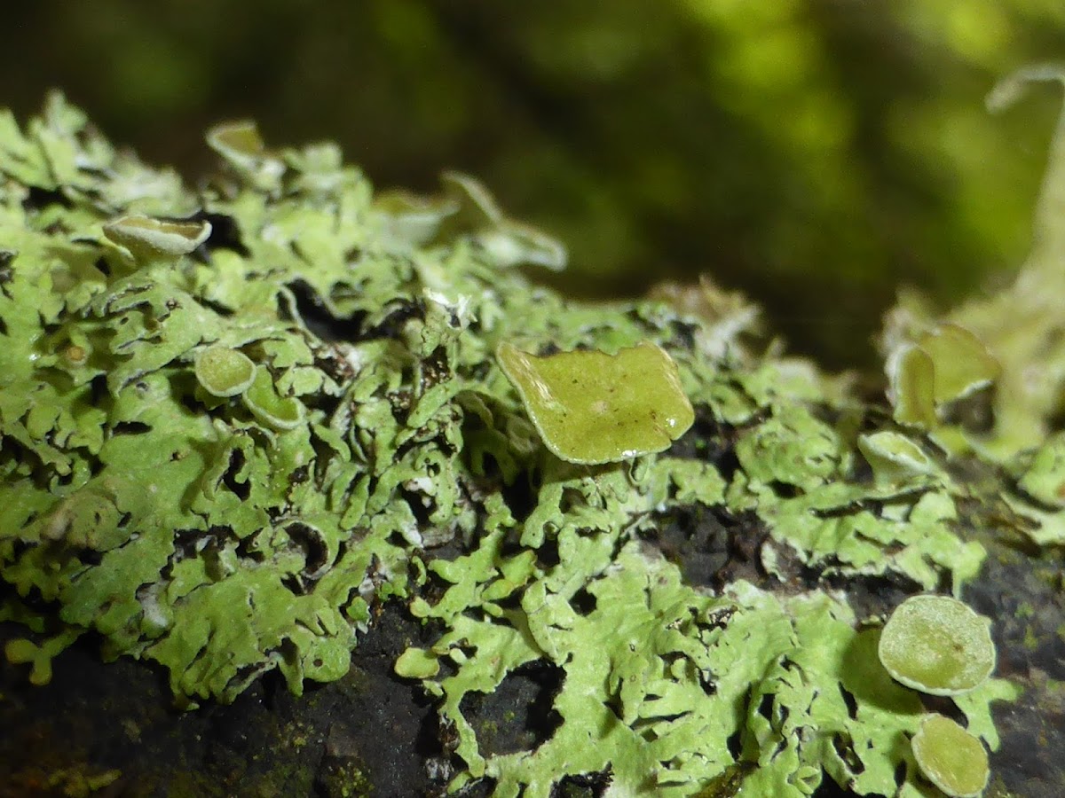 Pitted Lichen