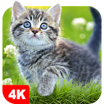 Cover Image of Unduh Cat Wallpapers & Kitten Backgrounds 4.7.8 APK