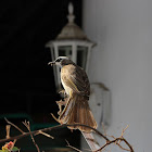 Yellow Vented Bulbul