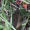 Woodland Jumping Mouse