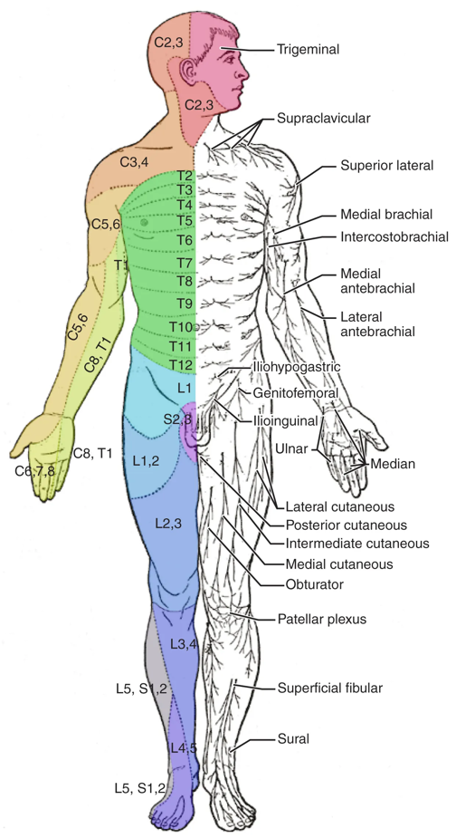 What is the Difference Between Dermatomes and Peripheral Nerves | Compare  the Difference Between Similar Terms