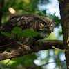 Great horned owl