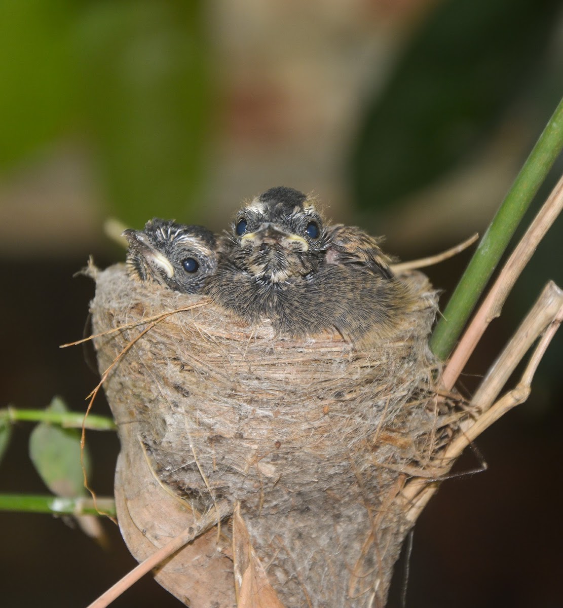 White-Throted Fantail