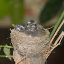 White-Throted Fantail