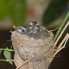 White-Throted Fantail