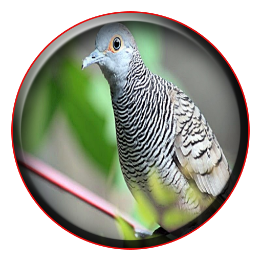 Kicau Perkutut Master