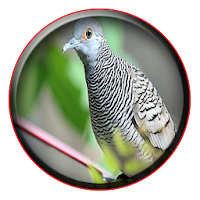 Kicau Perkutut Master