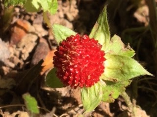 Wild Strawberry