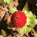 Wild Strawberry