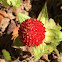 Wild Strawberry