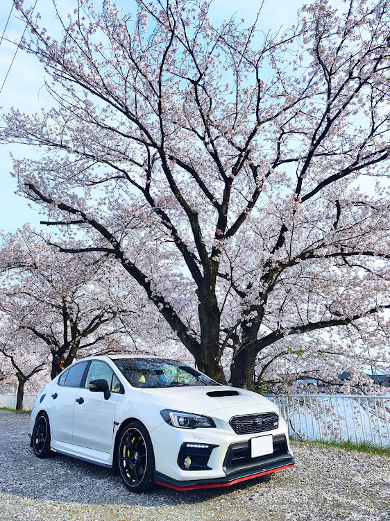 WRX STIの春・桜・クリスタルホワイト・パール・ドライブ・さくらに関するカスタム事例の投稿画像1枚目