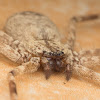 Wall Crab Spider