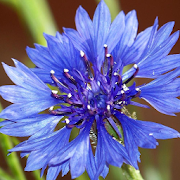 Cornflower Jigsaw Puzzles  Icon