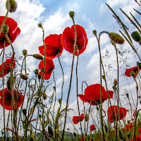 Fiori di maggio di Naldina Fornasari