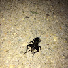 House Cricket