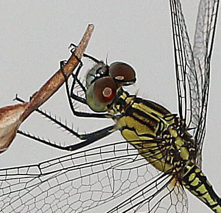 Ground Skimmer