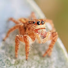 Jumping Spider