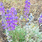 Prairie lupine