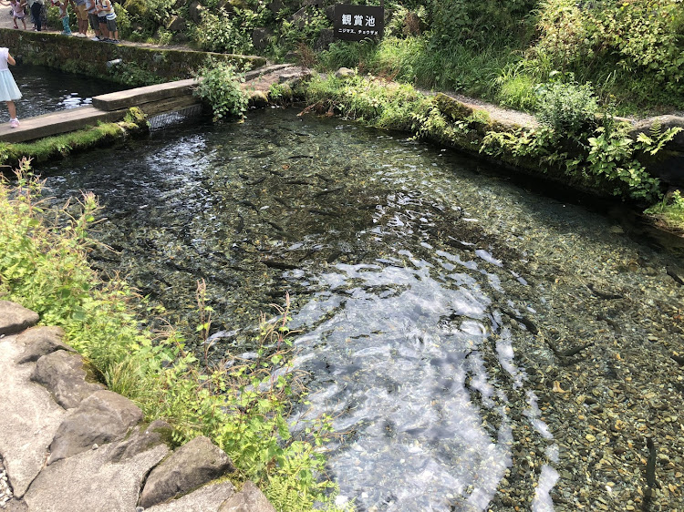 フェアレディZの那須高原・那須高原南ヶ丘牧場に関するカスタム事例の投稿画像6枚目