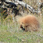 porcupine(leucistic)