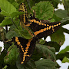 Western Giant Swallowtail