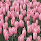 Item logo image for pink tulips