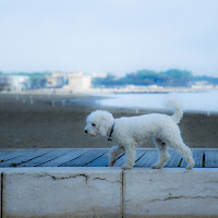 L'equilibrista... di 