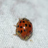 Fungus on a Ladybug