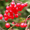 Guelder rose