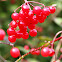 Guelder rose