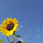 Sunflowers / Подсолнух