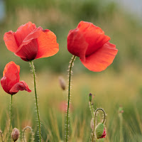 Poppies di 