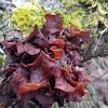 Leafy Brain Mushroom