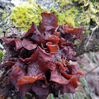 Leafy Brain Mushroom