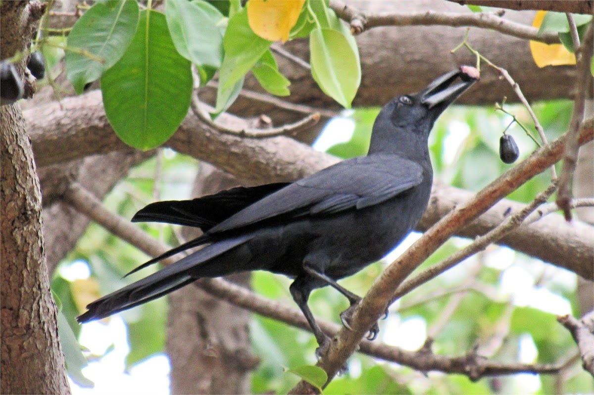 Slender-billed Crow