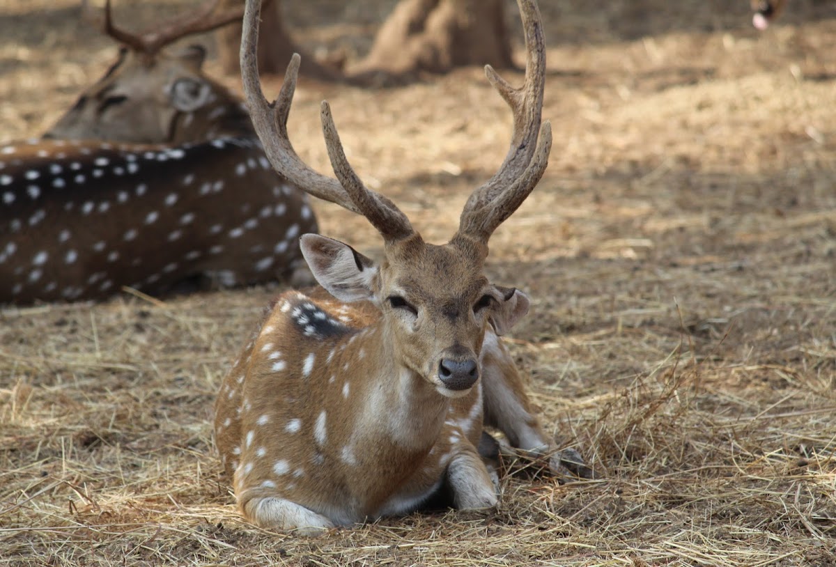 Spotted Deer / Cheetal