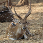 Spotted Deer / Cheetal