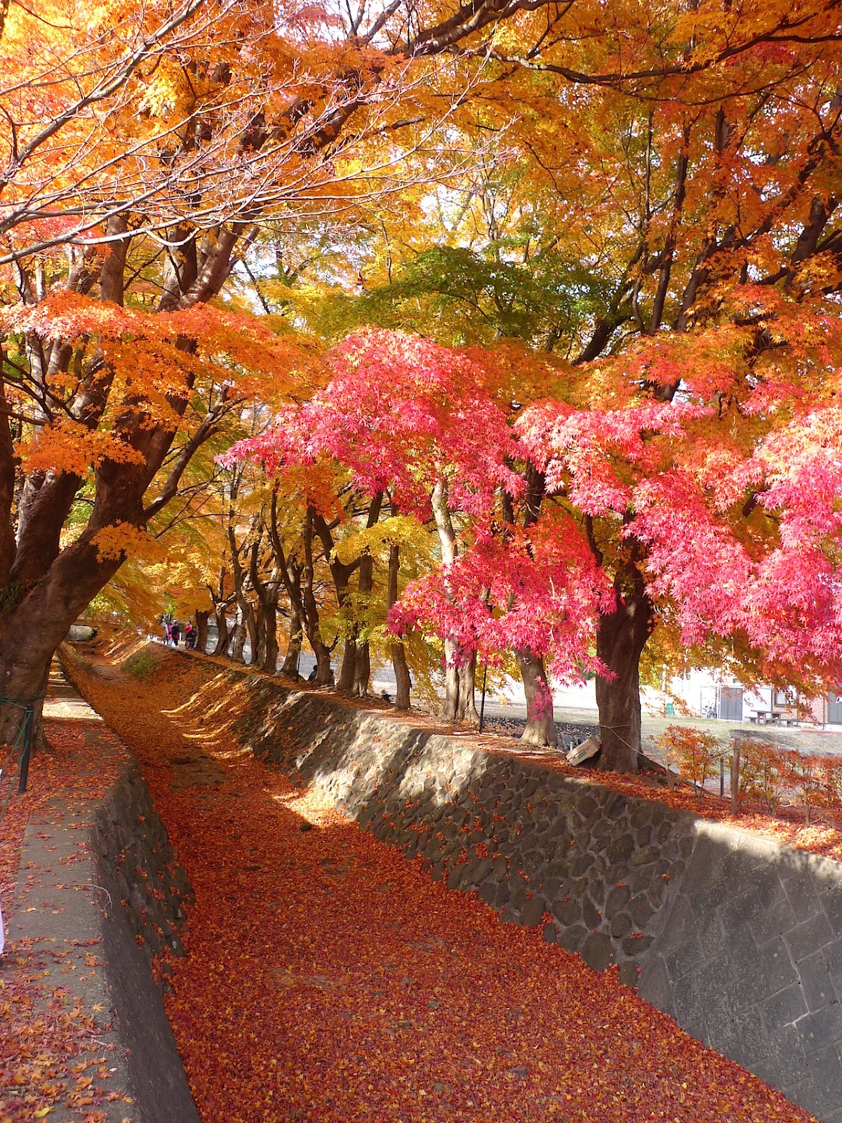 河口湖自由行 饱览红叶美景 河口湖人气精选景点与餐厅介绍 Tsunagu Japan