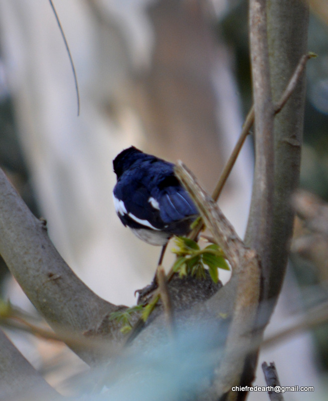 oriental magpie-robin