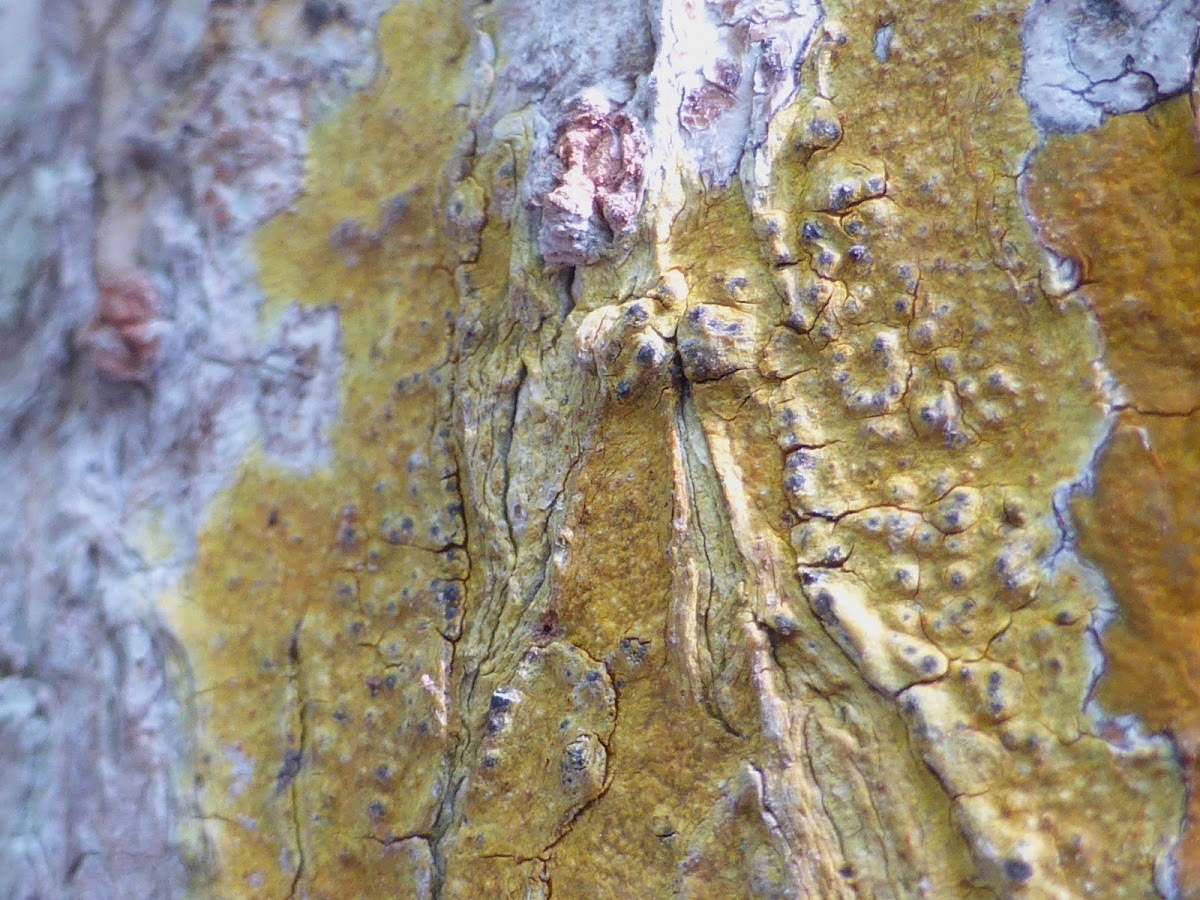 Yellow Lichen