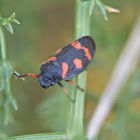 froghopper