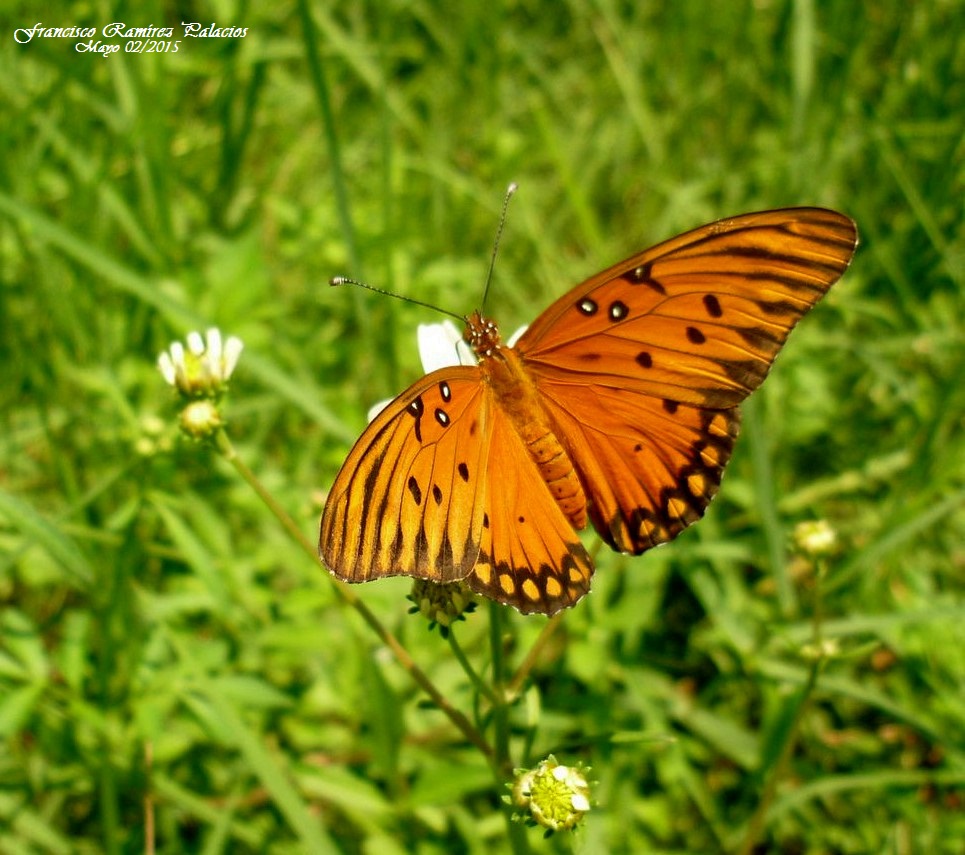 Gulf Fritillary