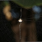 Black-and-White Spiny Spider