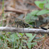 Slender Skimmer