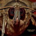 Indian Owl Moth